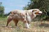 BERGER AUSTRALIEN 507